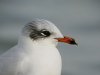 Mediterranean Gull at Southend Pier (Steve Arlow) (40945 bytes)